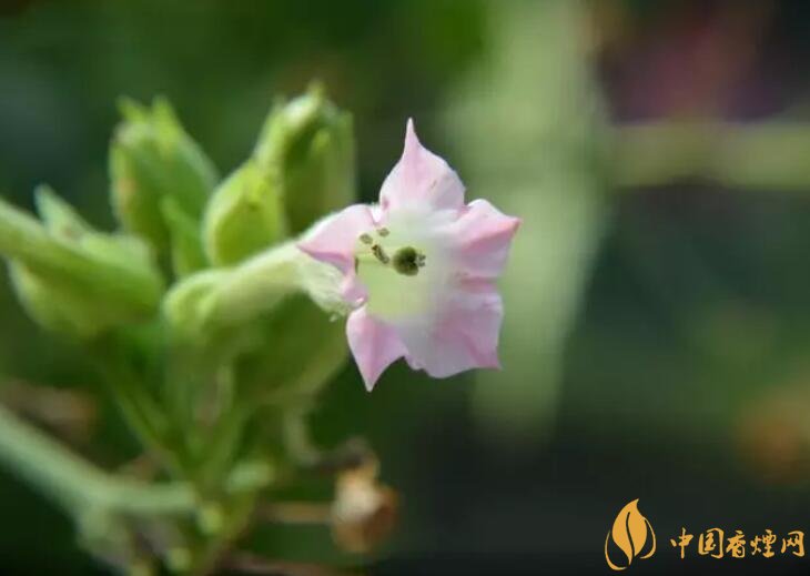 煙草花花語是什么，煙草花什么時候開花
