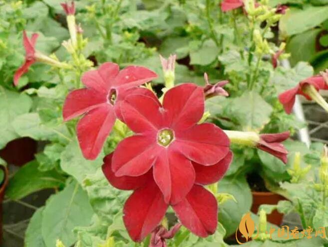 煙草花花語是什么，煙草花什么時候開花