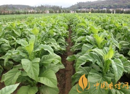 湖南瀏陽煙草局依托G80烤煙特色品種為煙農(nóng)創(chuàng)收9375萬元！
