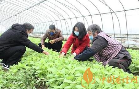 四川宜賓496萬畝烤煙移栽拉開序幕 穩(wěn)定優(yōu)質(zhì)煙區(qū)產(chǎn)能！